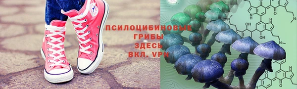 гашик Дмитров